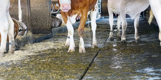 3D-Gummiauflage mit Gefälle zur Harnrinne in einem Rindviehstall. Rascher Harnabfluss reduziert die Ammoniakbelastung markant. 