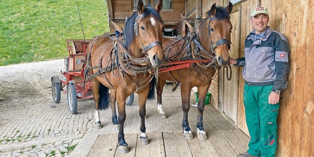 «Unsere Freiberger brauchen zwar keinen Diesel, dafür Heu – und das jeden Tag», sagt Rudolf Blaser und ist dennoch zufrieden mit der​ Flächenleistung seiner Arbeitspferde. (Bilder Sera Hostettler)