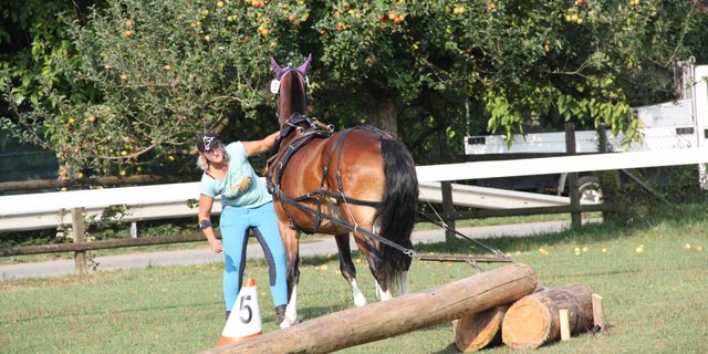 Konzentration und Augenmass sind beim Holzrücken gefordert. (Bild aw)