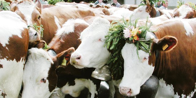 Am kommenden und nächsten Wochenende fahren die meisten	 Älpler mit ihren Tieren ins Tal ab.(Bild BauZ)