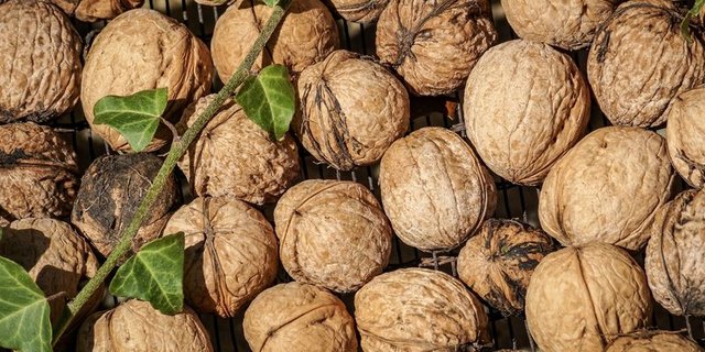 Die optimale Erntezeit für Baumnüsse ist von September bis Oktober. (Bild Pixabay)