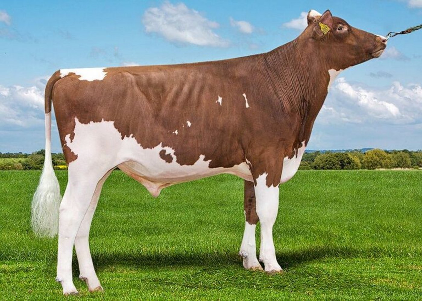 Über die Apple-Tochter Ms Apples Uno Armana EX-91 gelangen wir zu Olympian-Sohn Apple Pie, der auch in der Schweiz im Einsatz war.