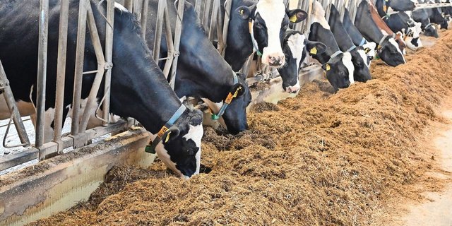 Maissilage hat unter anderem den Vorteil, dass sie über eine ganzjährig homogene Qualität verfügt.
