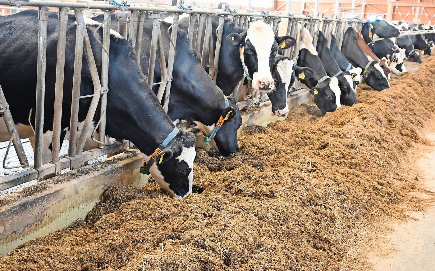Maissilage hat unter anderem den Vorteil, dass sie über eine ganzjährig homogene Qualität verfügt.