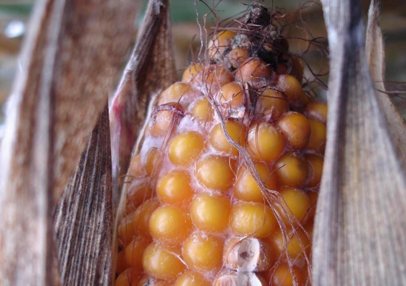 Eine zu hohe Belastung mit Pilzgiften kann die Tiergesundheit gefährden. (Bild Agrocsope)