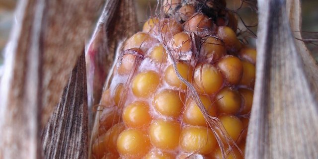 Eine zu hohe Belastung mit Pilzgiften kann die Tiergesundheit gefährden. (Bild Agrocsope)