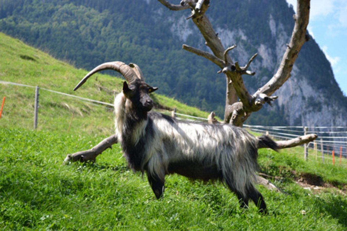 Ist der Bock weg, kehrt Ruhe ein, aber nicht für lange. Danach geht das Geissengezetter los. (Bild Archiv BauZ)