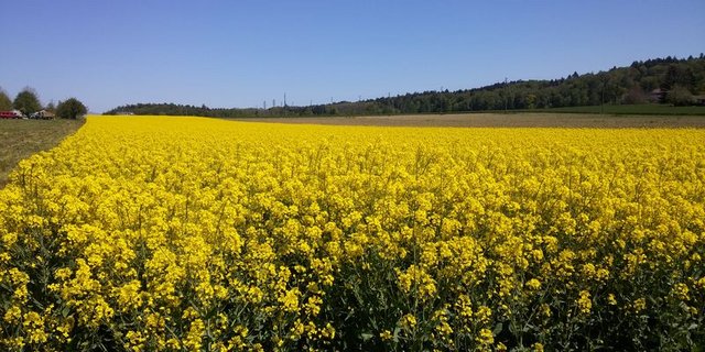 Dem Raps haben zusätzlich zur starken Trockenheit im April auch Frostperioden zugesetzt. (Bild ji)