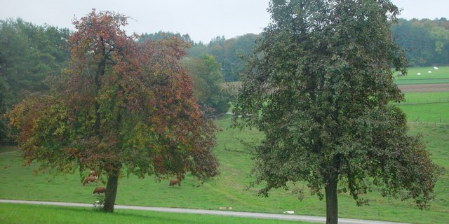 1950 standen auf Schweizer Wiesen 15 Millionen Hochstamm-Obstbäume. Heute sind es noch rund 2,3 Millionen. (Bild BauZ)