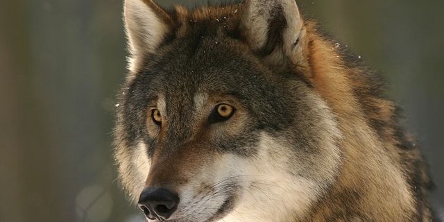 In Niederösterreich wurde einer neue Verordnung zum Schutz von Menschen und Abwendung von Schäden durch den Wolf zugestimmt. (Bild Pixabay)