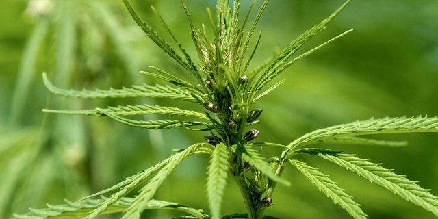 Hanf ist windbestäubt und produziert daher keinen Nektar – dafür aber viel Pollen. (Bild Pixabay)