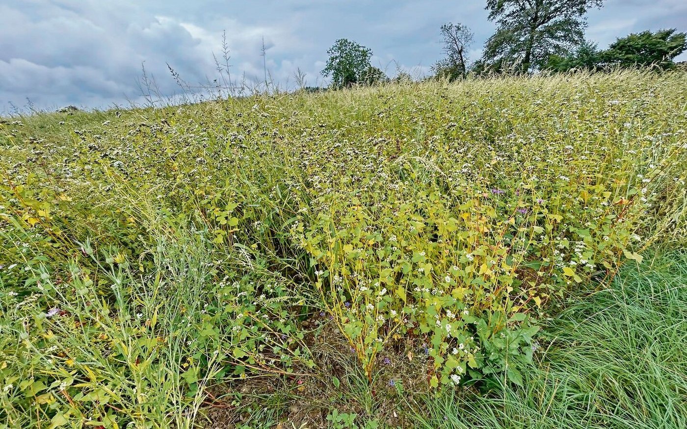 Für eine Buntbrache wie hier auf dem Bild ist das Saatgut sehr teuer. Je länger die Brache steht, desto besser können diese Einstiegskosten amortisiert werden.