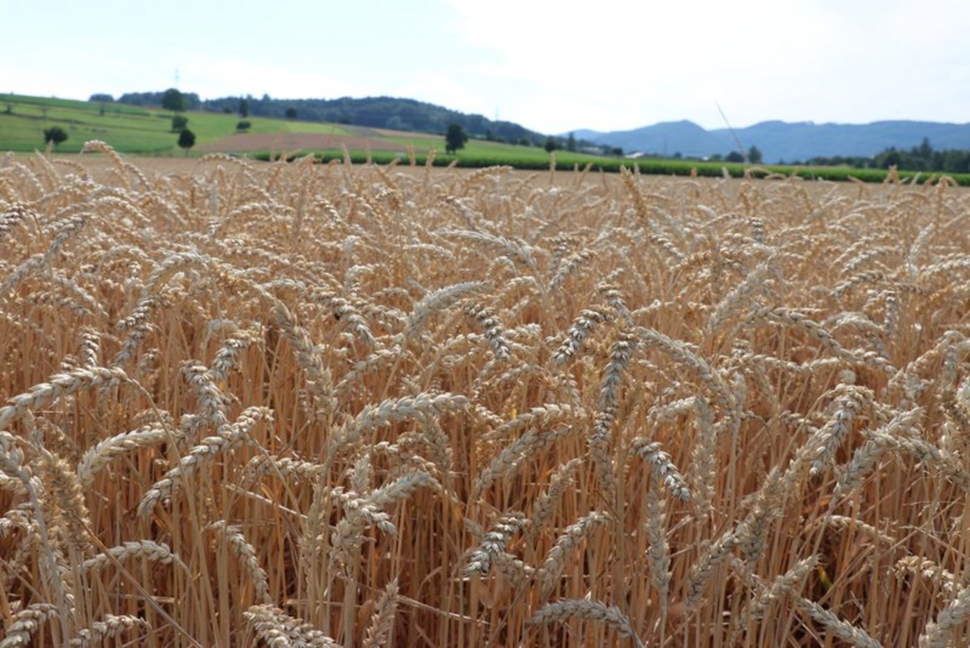 Das inländische Angebot an Bio-Futtergetreide ist in den letzten Jahren gestiegen. (Bild Ruth Aerni)