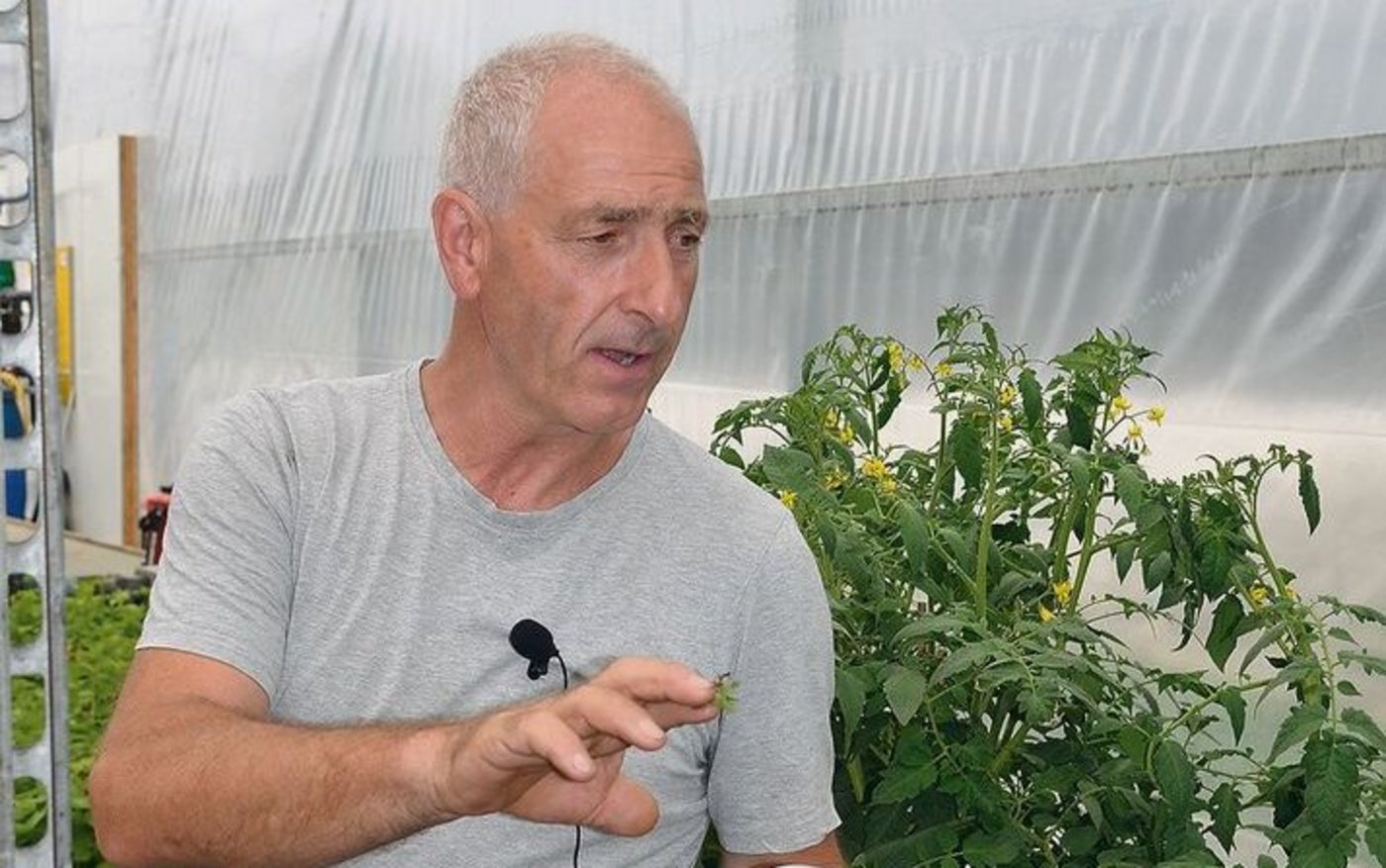 Pius Stäger erklärt, wie er und sein Team Mikropflanzen in die Standard-Kulturplatte pikieren.  