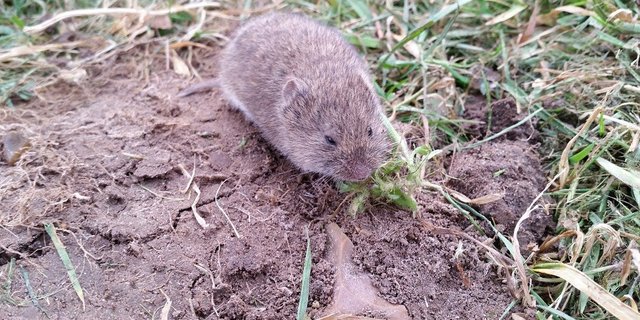 Schermäuse sind gross (bis zu 130 g schwer), aber kurzlebig (wenige Monate, maximal drei Jahre). (Bild Pixabay)