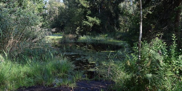 Das Naturschutzgebiet Hudelmoos beheimatet eine reiche Vielfalt an Pflanzen- und Tierarten und ist ein eigentlicher Hotspot der Biodiversität. (Bilder sgi)