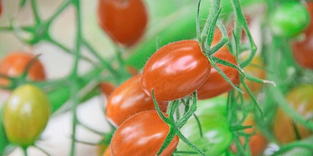 Für Tomaten (hier gesunde) ist das Jordanvirus eine der gefährlichsten Krankheiten, aber demnächst nicht mehr meldepflichtig. 