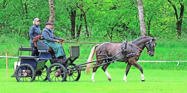 Freiberger am Feldtest. Fordern, ohne zu überfordern, beobachtet von der Gesellschaft – Inputs zum Umgang mit Spannungsfeldern gab es am Pferdetag. 