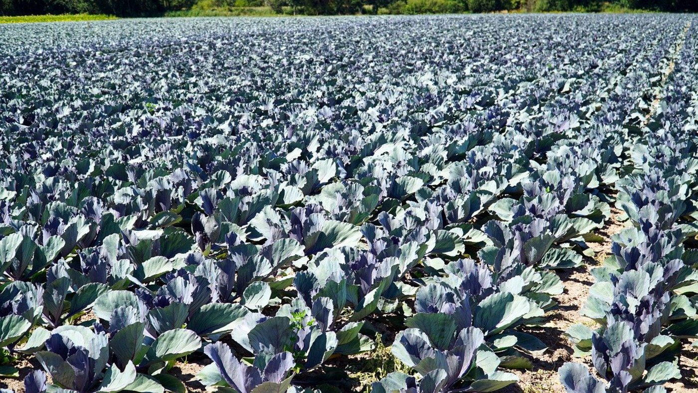 Aufgrund des Einspruchs könnte das gesamte PRE-Projekt auf der Kippe stehen. (Bild Pixabay)