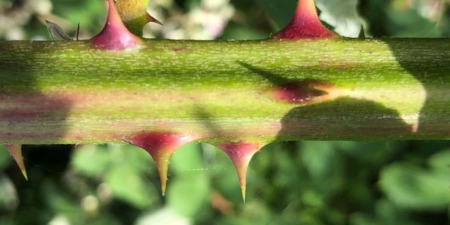 Auffallend sind bei der Armenischen Brombeere die roten Stachelfüsschen. (Bilder Erwin Jörg, neophyt.ch)