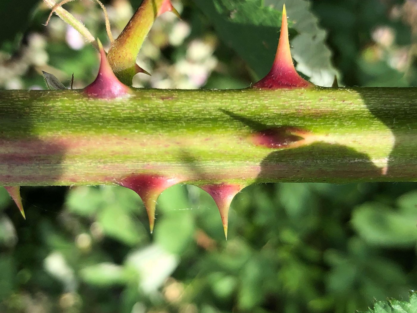 Auffallend sind bei der Armenischen Brombeere die roten Stachelfüsschen. (Bilder Erwin Jörg, neophyt.ch)