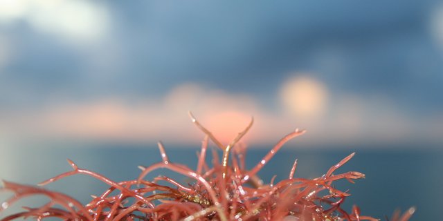 Die Proteingewinnung aus lokal kultivierten Mikroalgen für die Fütterung von Kühen und Schweinen soll den Import von Soja künftig überflüssig machen. (Bild Thomas Suisse, Pixabay)