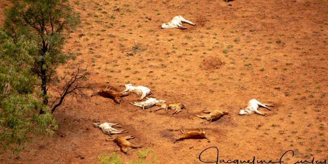 Mit Spendengeldern versucht die Organisation "Aussie Helpers" Rinder für Bauern in Australien zu kaufen, die ihre Tiere verloren haben. (Bild "Aussie Helpers")