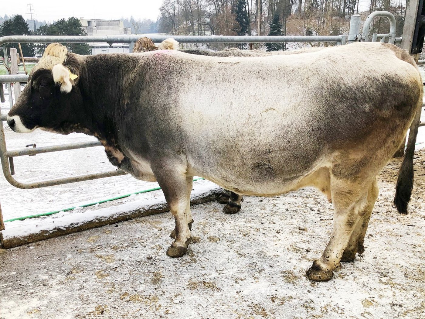 Unter den mit Gold ausgezeichneten Kühen: Grauvieh Dora der Familie Bösiger aus Wanzwil BE. (Bild Familie Bösiger)