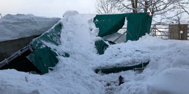 Das Pferd konnte gerettet werden. (Bildquelle: Stadtpolizei St.Gallen)
