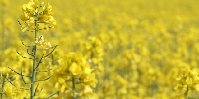 Prachtvoll gelber Raps: Die Anmeldefrist für den Ölsaaten-Anbau im nächsten Jahr läuft. (Bild Pixabay)