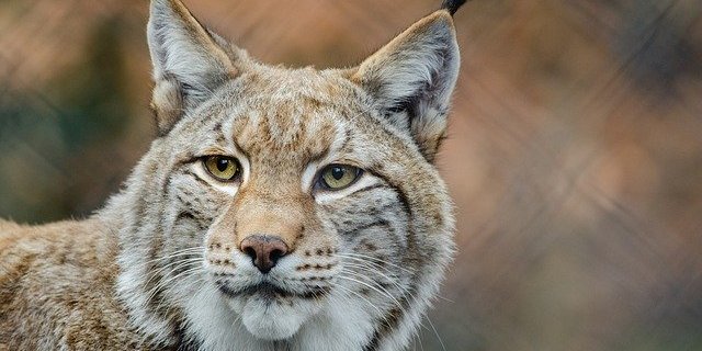 Um sich zu ernähren, sich zu vermehren oder auch um auf Wanderungen auszuruhen, sind Tiere auf untereinander verbundene Lebensräume angewiesen. (Symbolbild Pixabay)