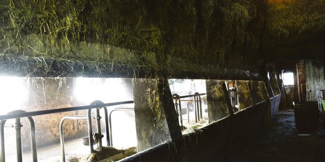 Noch liegt Futter in der Krippe, welches die Simmentalerkühe der Familie Neuhaus am Morgen fressen werden. Der düstere Stall hätte Investitionen nötig. Auf dem Hof ist in den vergangenen Jahren aufgrund des Konflikts kaum investiert worden. (Bild Simone Barth)