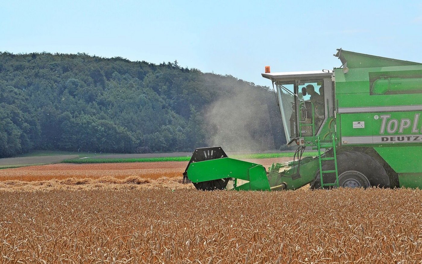 Wie auch im ÖLN-Versuchsnetz erzielt Pianalto im Extenso-Anbau mit 73,7 dt/ha den höchsten Ertrag, gefolgt von Spontan mit 69,6 dt/ha.