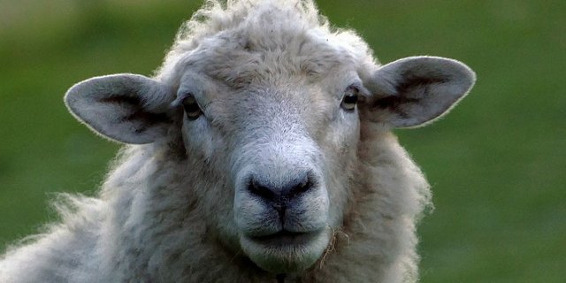 Kommen Schafe von der Wanderherde zurück, sind sie oft trächtig. (Symbolbild pixabay)