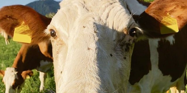 Viele Insekten und viel Sonne: Die Augen des Rindviehs werden diesen Sommer strapaziert.