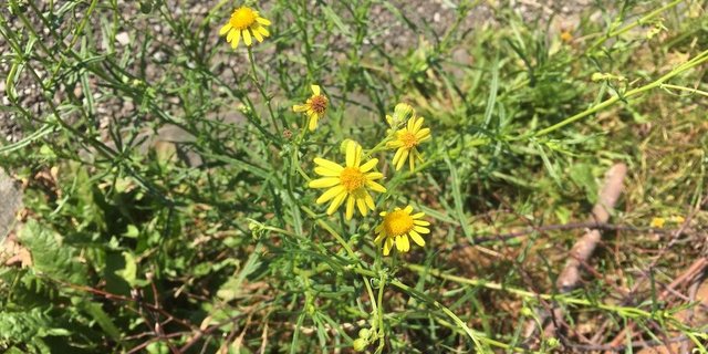 Die gelbe Blüte sieht jener des einheimischen, aber ebenfalls giftigen Jakobskreuzkraut ähnlich. (Bilder jsc)