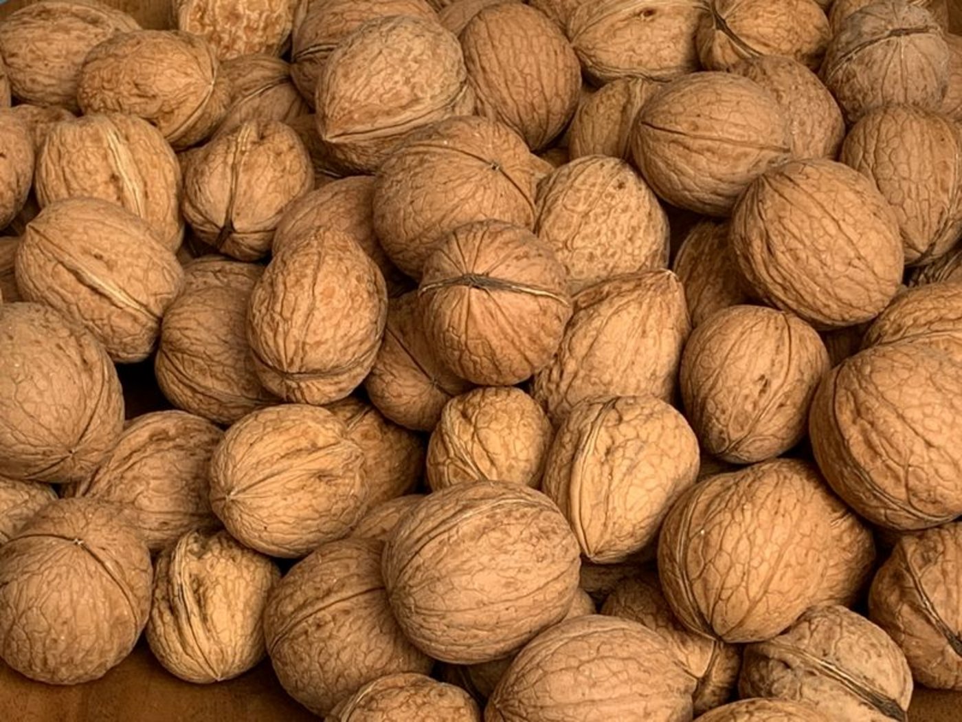 Noch ist die Baumnuss-Ernte klein, doch in den nächsten Jahren soll sie deutlich steigen. (Bilder lid)