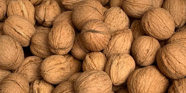 Noch ist die Baumnuss-Ernte klein, doch in den nächsten Jahren soll sie deutlich steigen. (Bilder lid)