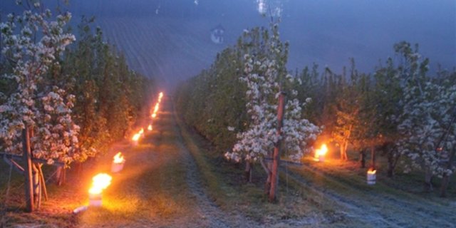 Während der Frostnächte im April haben die Bauern viele Methoden angewandt, um ihre Kulturen zu schützen. (Bild RoMü)