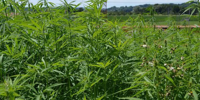 Cannabis ist zur Zeit eine gefragte Pflanze. (Bild  Jasmine Baumann)