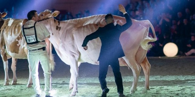 Grande Championne: Mr Savage Pastueqe von Roger Frossard, Les Pommerats JU.