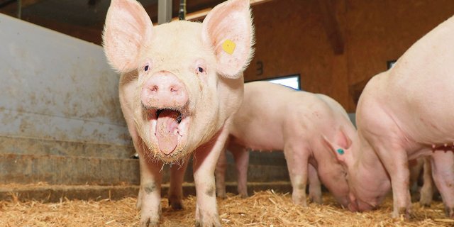 Armes Schwein, es soll für viele Umweltprobleme verantwortlich sein. Die Realität ist eine andere. (Bild Schweizer Agrarmedien AG)