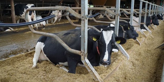 ühe schätzen eine weiche Einstreu in den Liegeboxen. (Bilder mg)