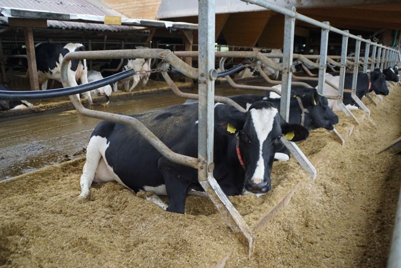ühe schätzen eine weiche Einstreu in den Liegeboxen. (Bilder mg)