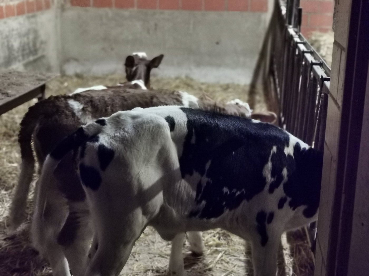 Kälber stecken einander in Gruppenhaltung rasch an. Es treten Durchfall- und Lungenerkrankungen auf. Märkte bieten zusätzliches Gefahrenpotenzial. (Bild sb) 