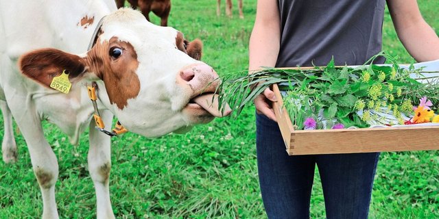 Die Dosierung in der Phytotherapie ist auch für grosse Tiere massvoll.