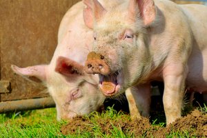 Hitzestress bei Kühen, Schweinen, Schafen, Ziegen, Hühnern oder Pferden Schweine in Freilandhaltung wühlen in der Erde. Bild: Peter Röthlisberger