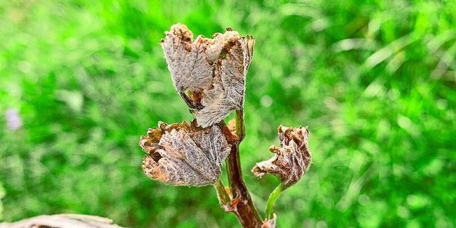 Weil der Frostbefall relativ früh in der Weinbausaison aufgetreten ist, sind einige Triebe komplett erfroren.