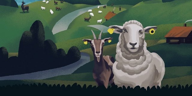 Die doppelten Ohrmarken sollen bei der Identifizierung helfen, falls eine davon verloren geht. (Bild Screenshot schafeziegen.ch)