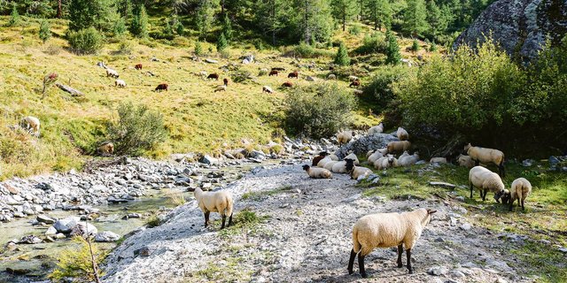 Die Schafherde mit über 350 Tieren wurde auf der Alp von zwei jungen Hirtinnen mit drei Herdenschutzhunden betreut. (Bild Peter Bringold)